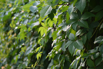 Green wall of wild grapes leaves.
