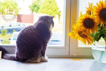 A gray British cat sits on the windowsill near a bouquet of sunflowers and looks out the window. Home life.