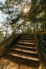 Stairs up in a forest during sunset. Sun over forest path.