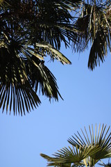 Fondo de palmeras y cielo despejado