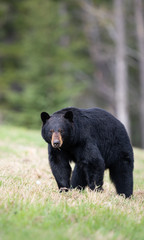 Fototapeta premium Black bear in the wild