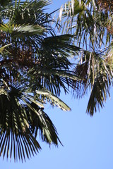 Fondo de palmeras y cielo despejado