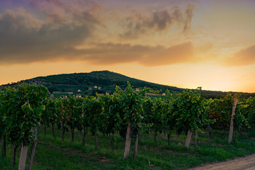 Fototapeta na wymiar winery rows of grape vines in Villany Hungary with Szarsomlyo hi