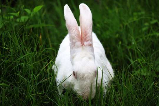 Rabbit eating grass with beautiful background