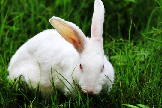Rabbit eating grass with beautiful background