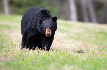 Black bear in the wild - 373776830