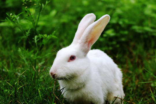 Rabbit eating grass with beautiful background