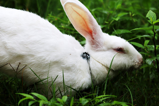 Rabbit eating grass with beautiful background