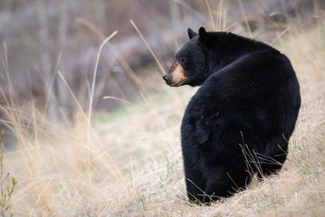 Black bear in the wild - 373777047