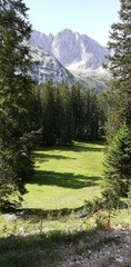 mountain landscape with trees