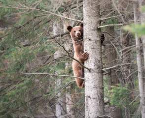 Black bear in the wild