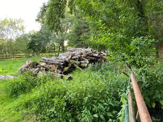 Pile of logs, stacked in a field, near some old trees and a gate in, Burton cum Walden, Leyburn, UK