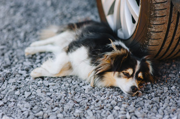 An old, long-haired mongrel dog lies near the car on the asphalt and yearns for its owner, sad.