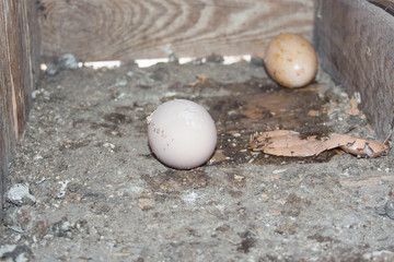 Eggs laid by a hen lie in the roost.Everything is very dirty.