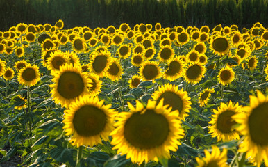 Sunflower fields in Spain: bright yellow flowers in the sunset