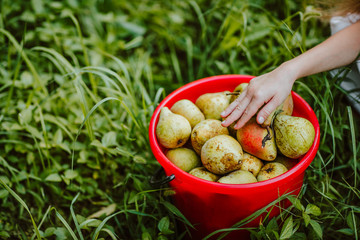 Child's hand touching red bucket with green pears standing on a grass. Copy space.