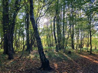 forest in autumn
