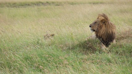 Lion and lioness waiting for dinner