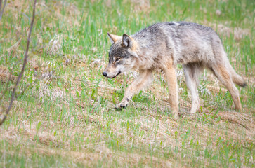 Grey wolf in the wild