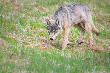 Grey wolf in the wild