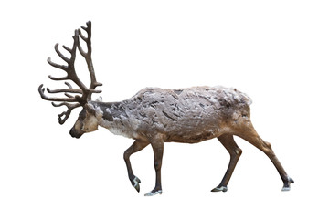 isolated hoofed walking reindeer on white
