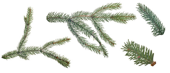 set of fir dark green branches on white