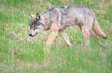 Grey wolf in the wild