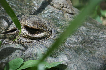 Cocodrilo