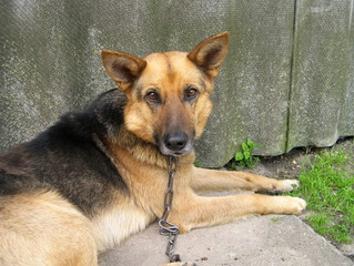 Dog on a chain lies near the fence and looking sad