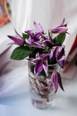 Violet flowers water white pure