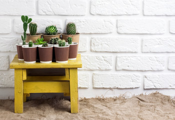 Cactus and succulent plants collection in paper cups on small yellow table