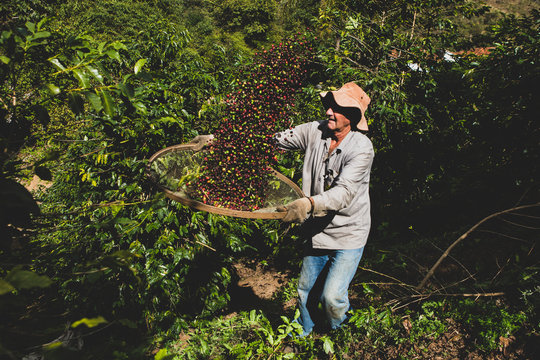 Old man selecting coffee beans with a sieve. Elder farmer selecting picking fresh red ripen arabica coffee at a small Brazilian family coffee plantation. Fair trade storytelling concept.