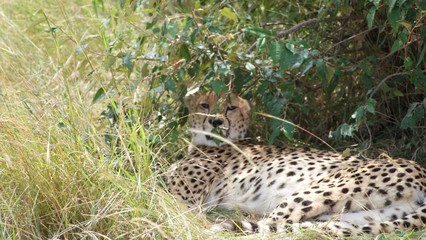 jaguar resting in the shade of a tree