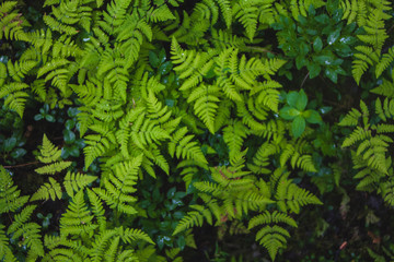 Naklejka na ściany i meble Top view of north little fern backround. Arctic flora