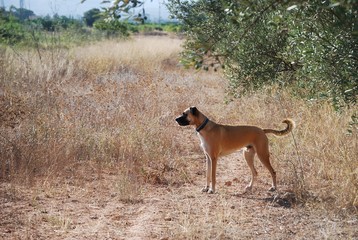 Black Mouth Cur Breed Canine