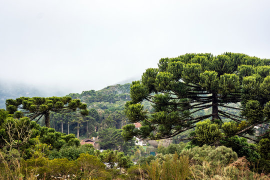 Arauc&aacute;rias na serra de Monte Verde