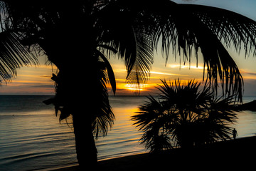 Sunset Palm Trees Silhouette 