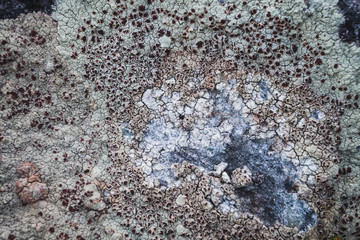 Textures of rock with mosses and lichens. Arctic flora.