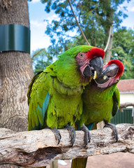 Green ara ( militaris) parrot © marcin