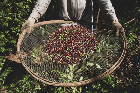 Closeup of old farmer holding a sieve full of red Brazilian coffee fruits during production harvest in a small family coffee plantation. Fair trade storytelling concept.