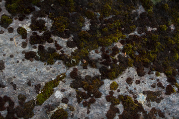 Textures of rock with mosses and lichens. Arctic flora.