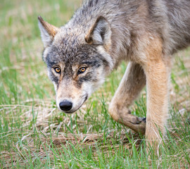 Grey wolf in the wild