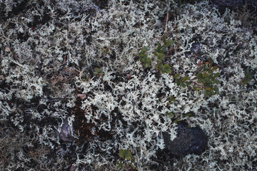 Textures of rock with mosses and lichens. Arctic flora.