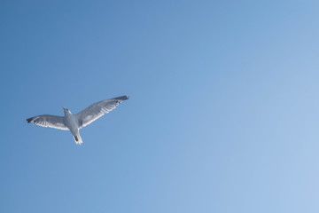 Fliegende Möve mit ausgebreiteten Flügeln, Himmel