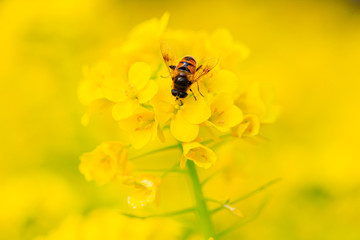 菜の花の蜜を吸うミツバチ
