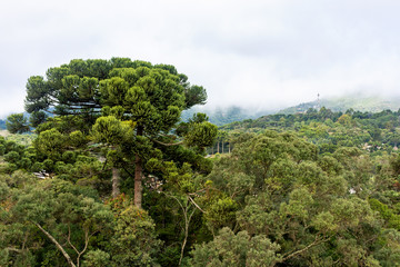 Arauc&aacute;rias na serra de Monte Verde