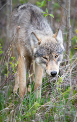 Grey wolf in the wild