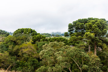 Arauc&aacute;rias na serra de Monte Verde