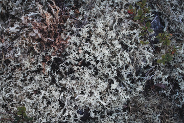 Textures of rock with mosses and lichens. Arctic flora.