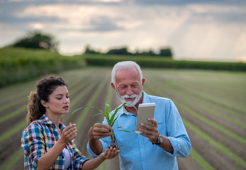 Fototapeta premium Farmers looking at corn plant with root in field